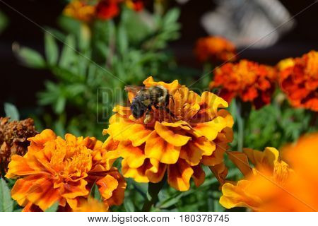 Bumble Bee collecting pollen from a marigold flower