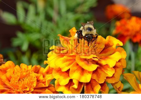 Bumble Bee collecting pollen from a flower