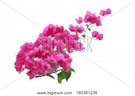 Blooming Pink Bougainvillea Flower branch isolated on white background