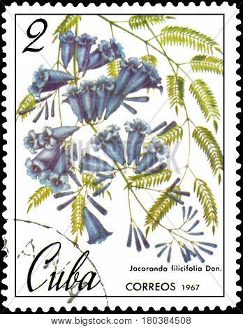 CUBA - CIRCA 1967: postage stamp, printed in Cuba, shows image of Jacaranda filicifolia