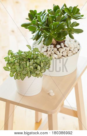 houseplant Crassula ovata jade plant money tree and fittonia in white pots