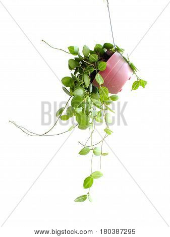Green Ivy House Plant Haning On White Background