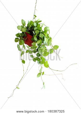 Green Ivy House Plant Haning On White Background