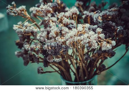 The Statice flowers wilt in the glass