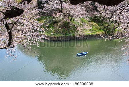 Chidorigafuchi park during the spring season this area is popular sakura spot at Tokyo Japan.
