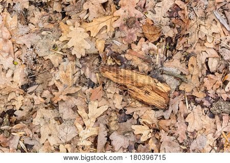 Background of dry fallen oaken leaves on the ground