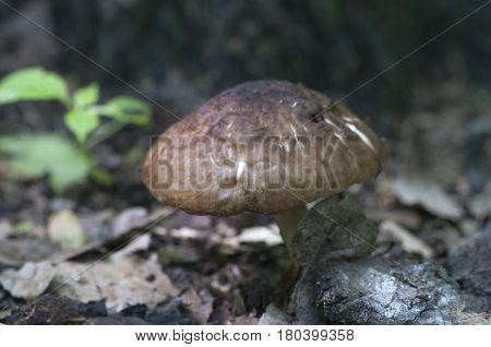 Deer Mushroom (Pluteus cervinus) in a forest close up