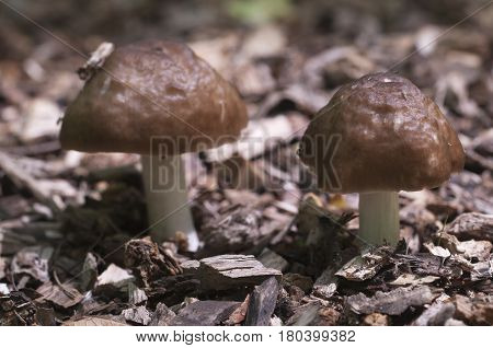 Deer Mushroom (Pluteus cervinus) in a forest close up