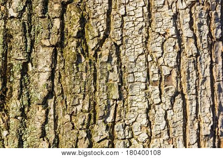 Old tree bark covered with lichen macro photograph for closeup texture