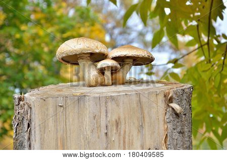 Three mushrooms on a stump in autumn on a background of leaves