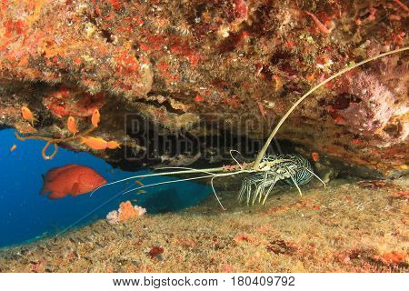Spiny Lobster crayfish and grouper fish