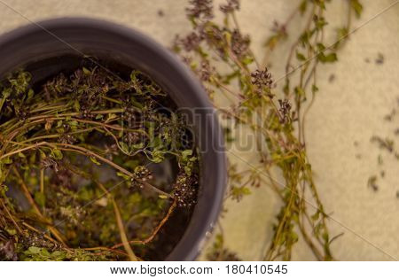 A cup of tea with fragrant thyme. Dried thyme