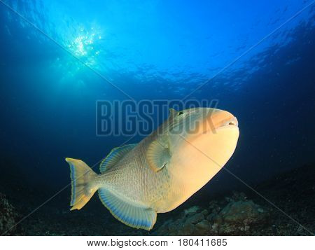 Yellowmargin Triggerfish underwater fish 