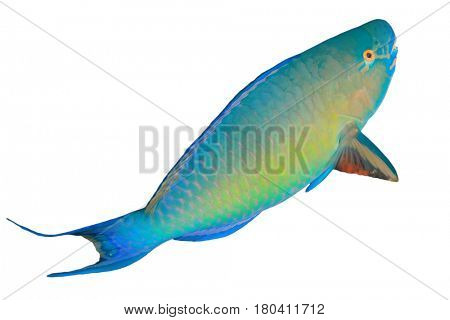 Parrotfish reef fish isolated on white background