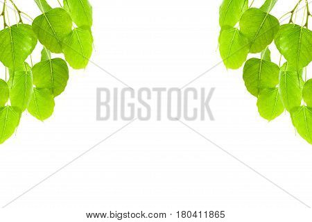 Green leaves frame(Pho leaf bo leafbothi leaf)isolated on white background