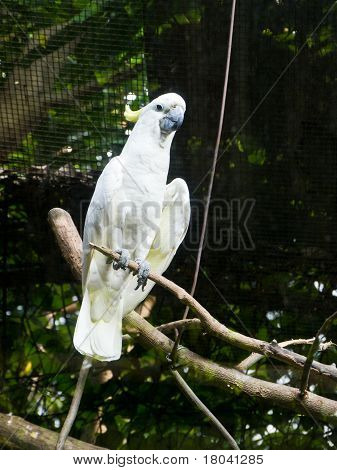 Pájaro blanco en jaula
