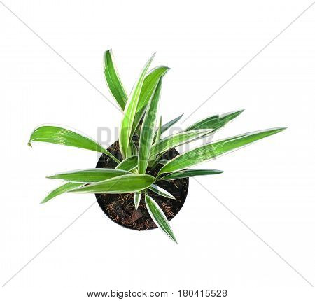 Chlorophytum Comosum Plant Green And White Leaves In The Black Pot Top View Isolated, White Backgrou