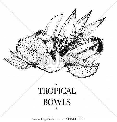 Vecotr hand drawn exotic fruits. Engraved smoothie bowl ingredients. Tropical sweet food. Pitaya papaya banana mango. Use for exotic restaurant food partty