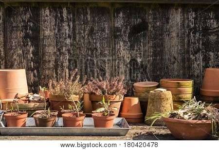 romantic idyllic plant table in the garden. Spring Preparing the garden. Cuttings and new plants peeping out of plant boxes. Spring flower bulbs are taken out of the ground to be divided and replanted
