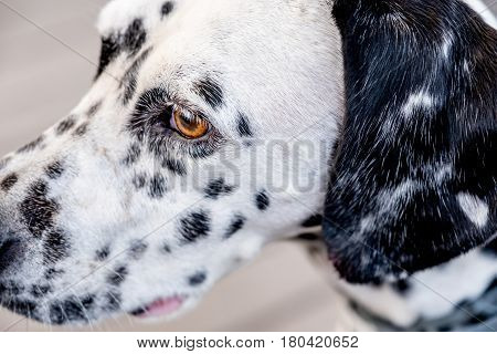 Head Of A Dalmatian Dog