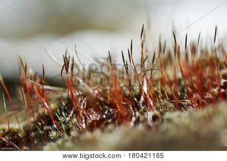 As Tortula Moss Background Of Snow
