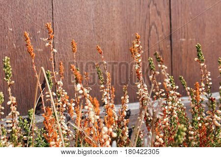 Erica Carnea With Brown Wood Background, Close Up Photo