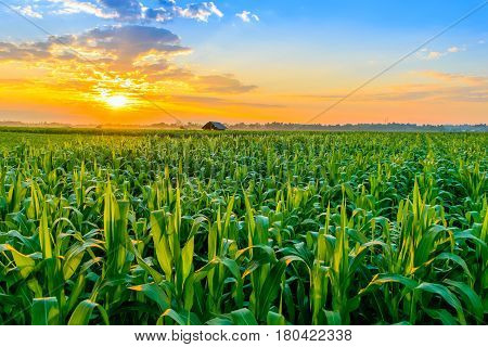 Beautiful morning sunrise over the corn field