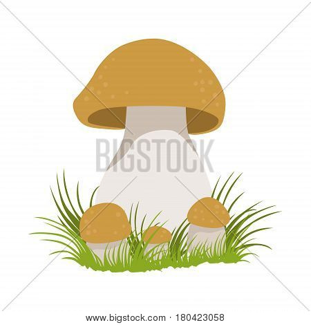 Porcini, edible forest mushrooms. Colorful cartoon illustration isolated on a white background