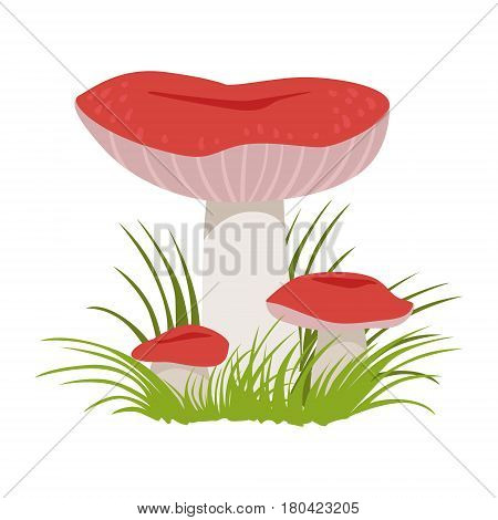 Russula xerampelina, edible forest mushrooms. Colorful cartoon illustration isolated on a white background