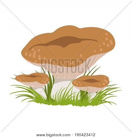 Rufous milkcap or lactarius rufus, edible forest mushrooms. Colorful cartoon illustration isolated on a white background