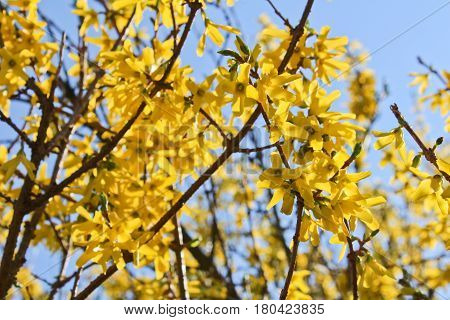 Yellow Laburnum anagyroides with blue clear sky