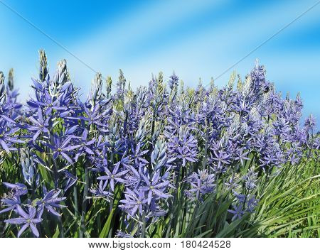 A bush of blue camassia flowers against a clear blue sky.