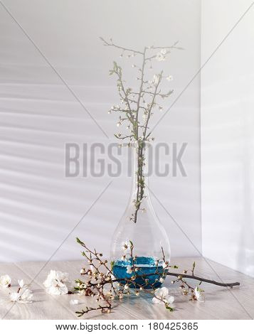 Still life with apricot blossom in a morning sunlight