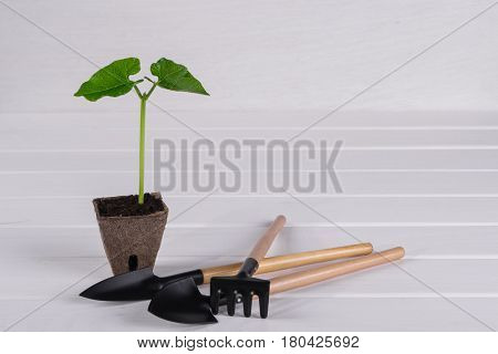 Pot with young seedling on white wooden background. Springtime concept