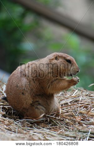 Prairie dog with it's paws clutched in prayer.