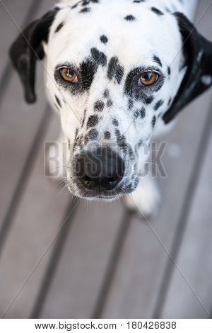 Head Of A Dalmatian Dog