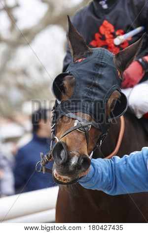 Race horse head with blinkers ready to run. Paddock area. Vertical