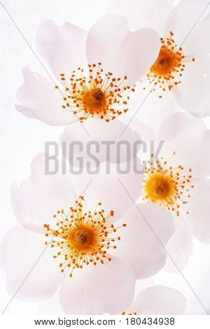 wild rose