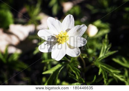 First spring flower - a forest anemony on a glade in the wood.