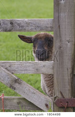 Agnello al cancello