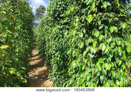 Pepper tree garden in the sunlight on Phu Quoc island, Vietnam