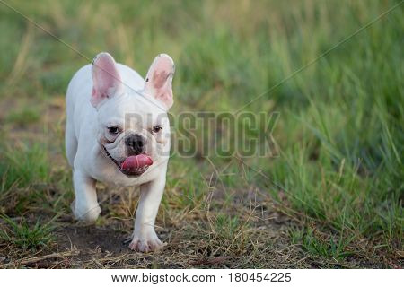 Cute baby french bulldog playing in the local field