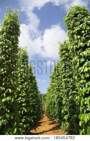 Pepper tree garden in the sunlight on Phu Quoc island, Vietnam
