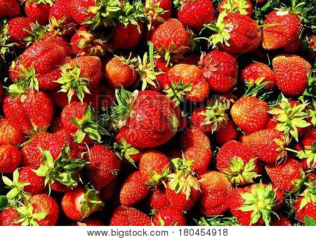 Fresh strawberries with leaves. Colored panno of berries. Garden harvest. Closeup. Background of berries.