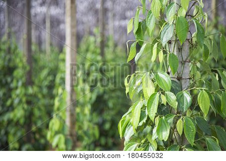Pepper tree garden in the sunlight on Phu Quoc island, Vietnam