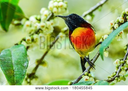 Male Olive-backed sunbird holding on branch in park