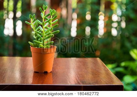 Small green banana succulent plant in brown pot on wooden table with blurred bokeh background.