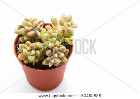 Yellow succulent plant in brown pot isolated on white background.