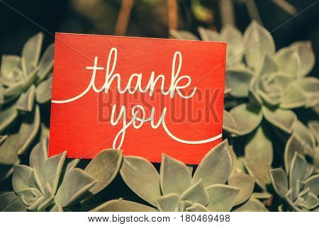 Inscription thanks on the red card in the flower on sunsetview mirror.
