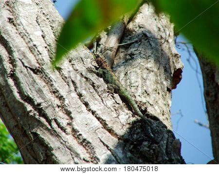 Iguana na Árvore - Fauna Brasileira - Amazônia